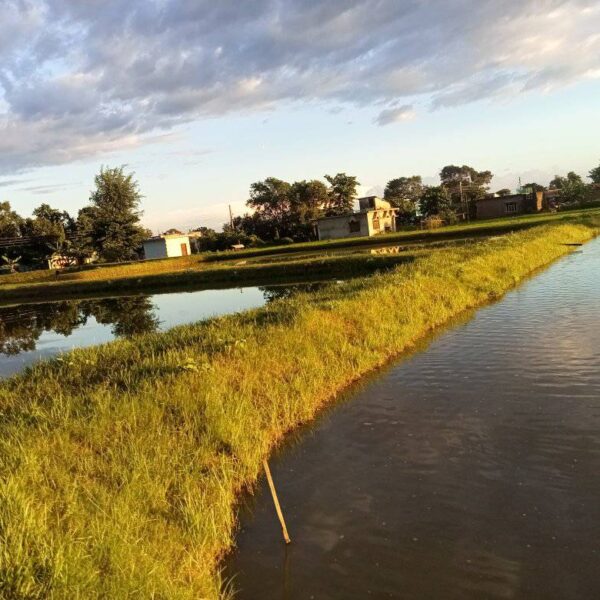 कञ्चनपुरमा माछा पोखरीमा व्यावसायिक घोँगीपालन